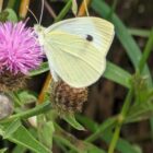 Therapeutic Nature-Based Practice for Schools